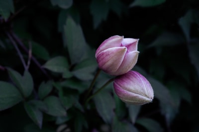 Pink bud
